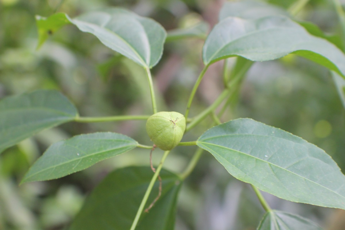 Croton tiglium L.